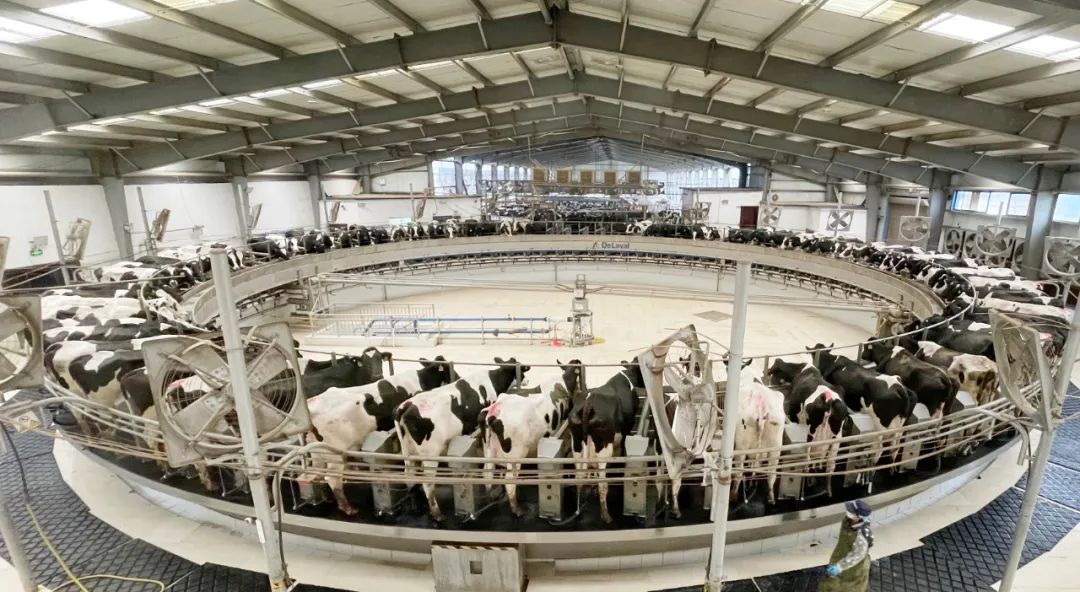 凝心聚力·贏創未來 | 花花牛乳業集團召開營銷、養殖及飼料經營工作會議