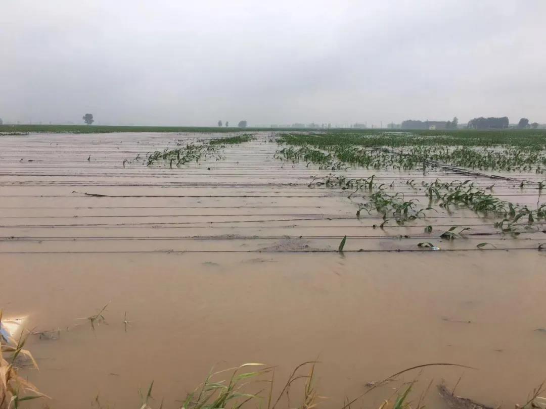 【乳報·聚焦】“豫”難而上的中原牛人“太中了”！